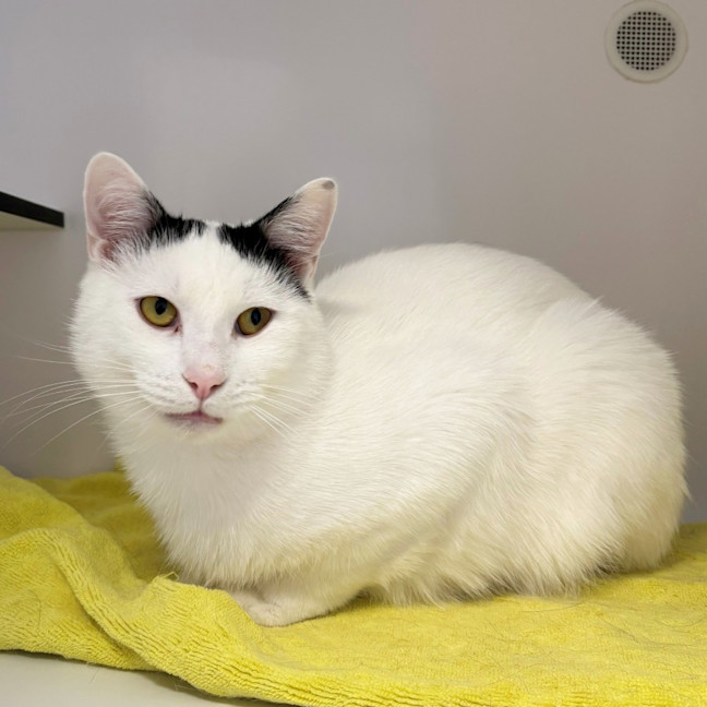 Photo of Buddy Sta013764