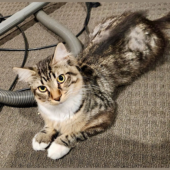 Photo of Romeo