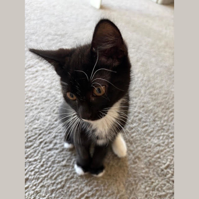 Photo of Sylvester