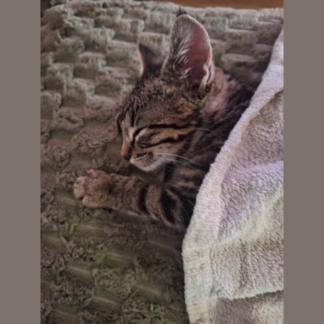 Photo of Hudson
