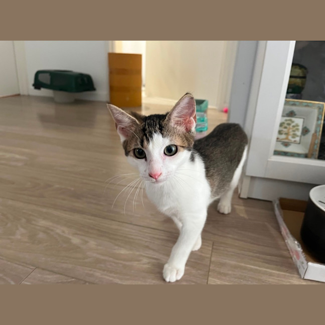 Photo of Basil