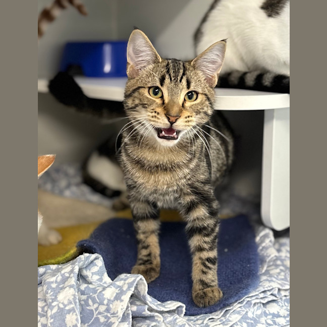Photo of Alfred