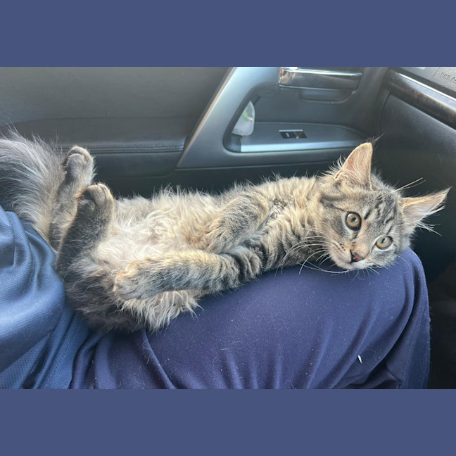 Photo of Mochi