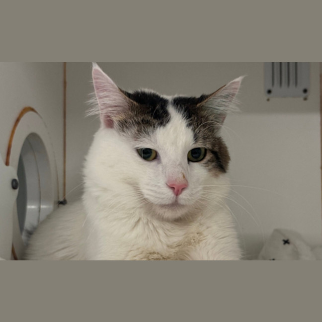 Photo of Snowy