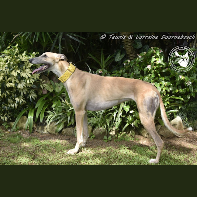 Photo of Sylvie Racing Name Silver Starline