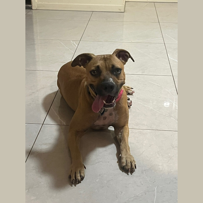 Photo of Bailina Pawsley (Bailey)