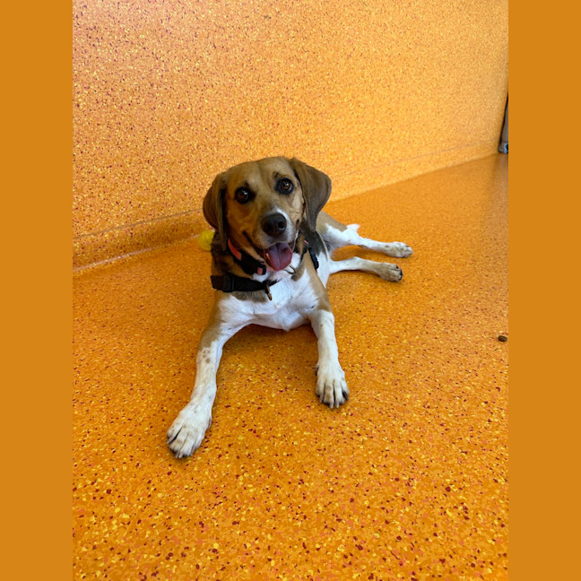 Photo of Nougat