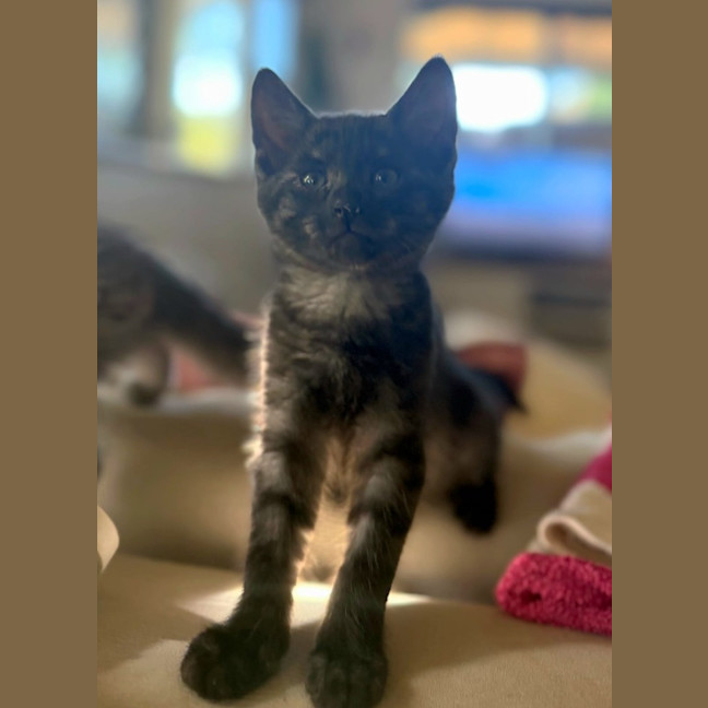 Photo of Amari