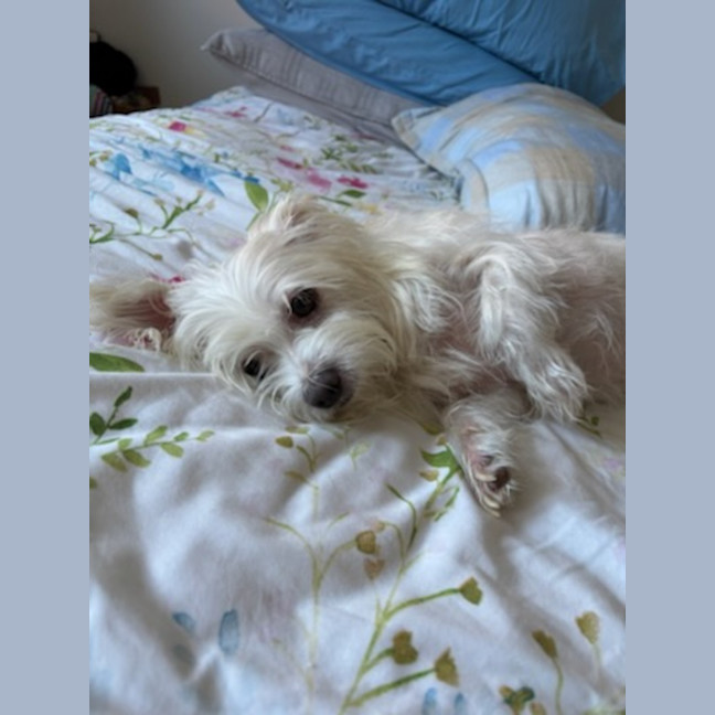 Photo of Poppy