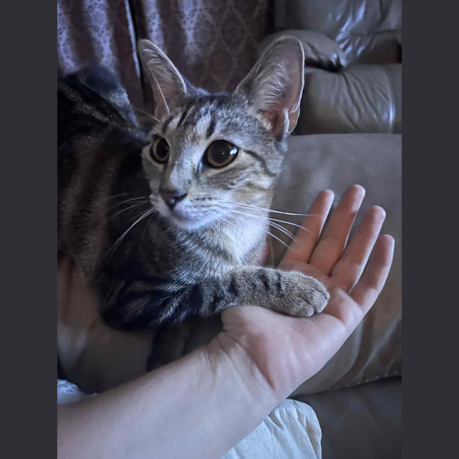 Photo of Cookie