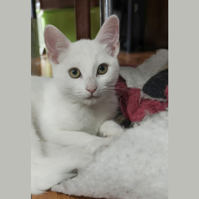Photo of Smudge
