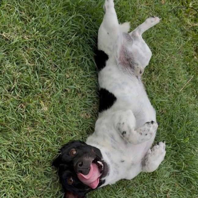 Photo of Spot 