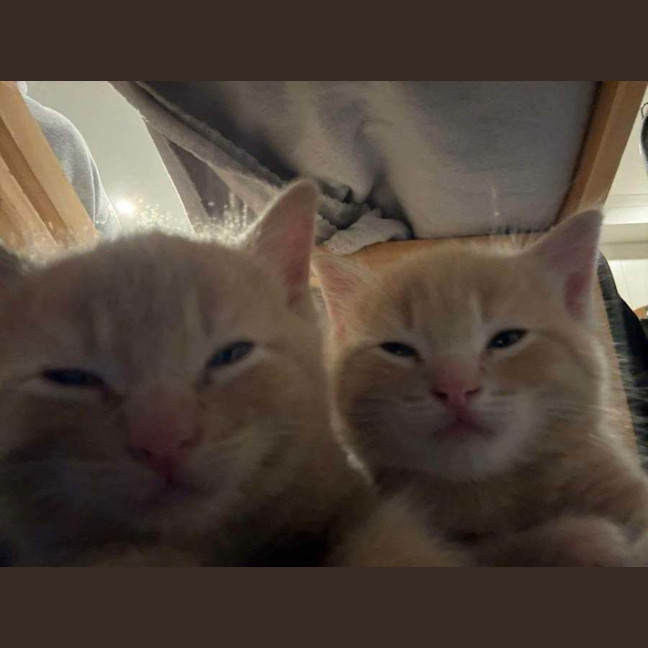 Photo of Pippin ** 2nd Chance Cat Rescue** 