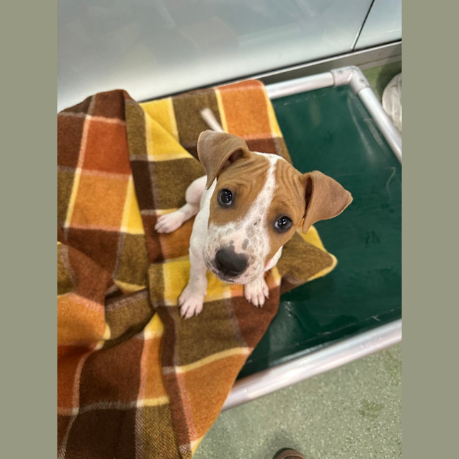 Photo of Juno