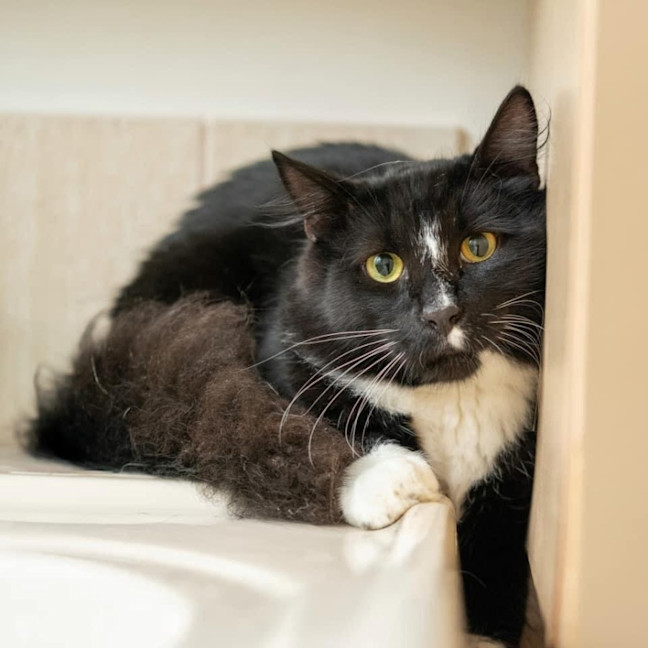 Photo of 10654   Ford