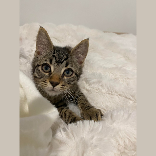 Photo of Coco 