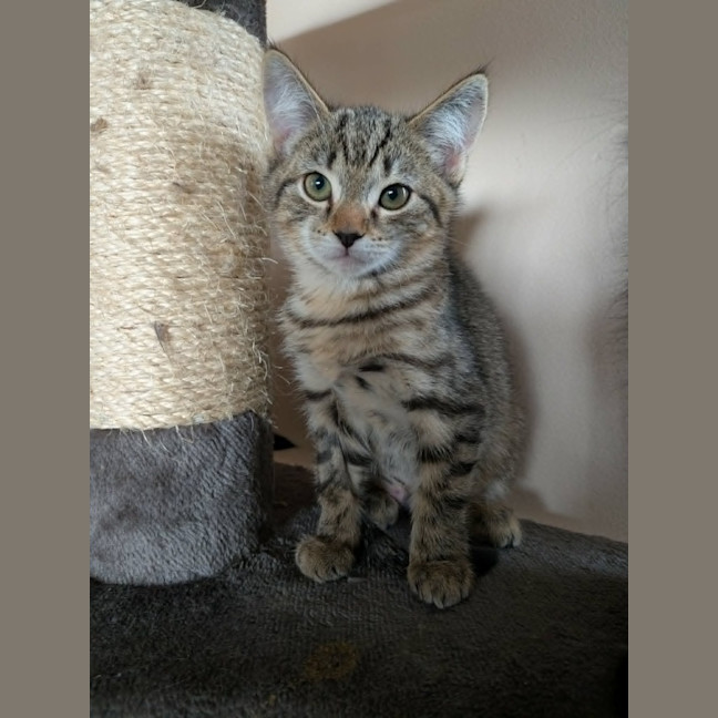 Photo of Artemis