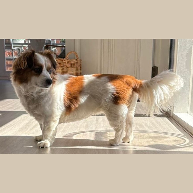 Photo of Ruffles