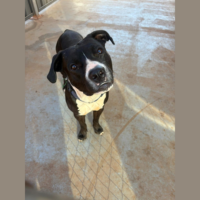 Photo of Koda
