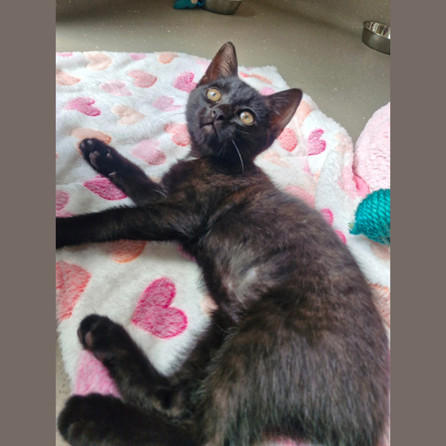 Photo of C1544 Odessa