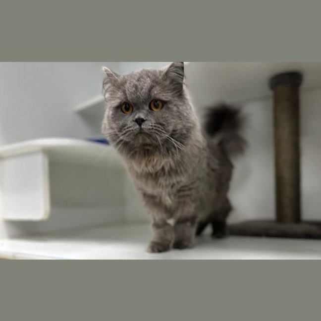 Photo of Boris