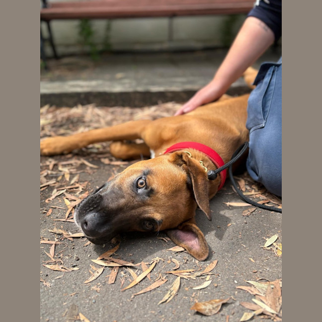 Photo of Scooter