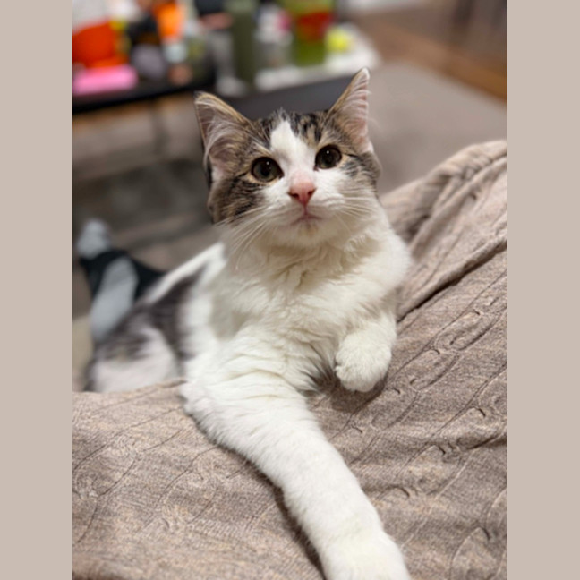Photo of Cashew