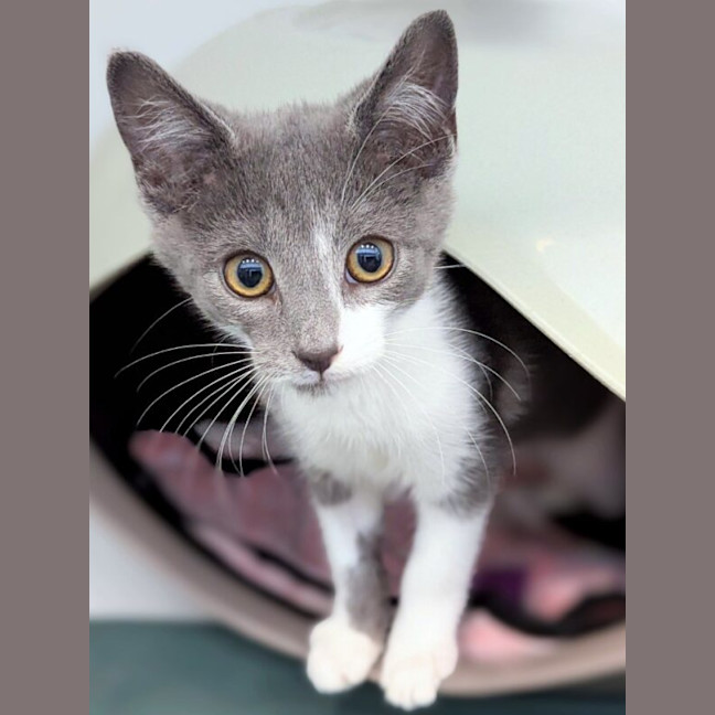 Photo of Meeko