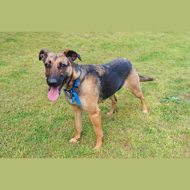 Photo of Dash
