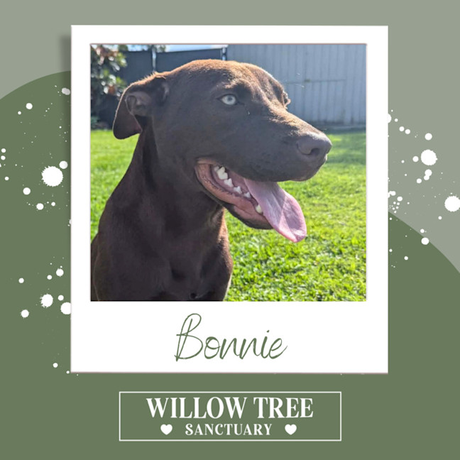 Photo of Bonnie