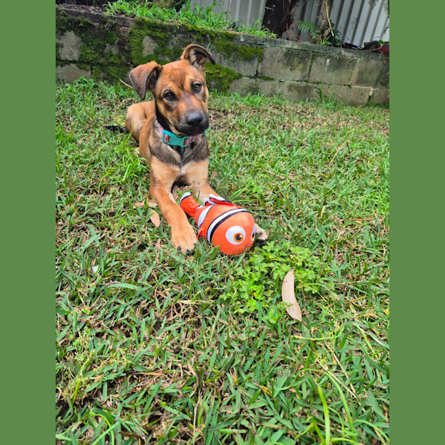 Photo of Bee   5 Month Old Ridgeback X
