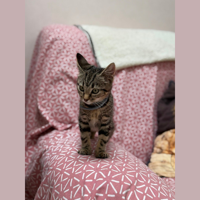 Photo of Squeak (9229)