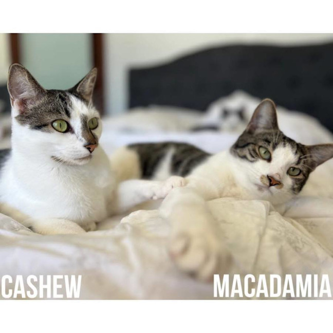 Photo of 11788 & 11919   Macadamia & Cashew
