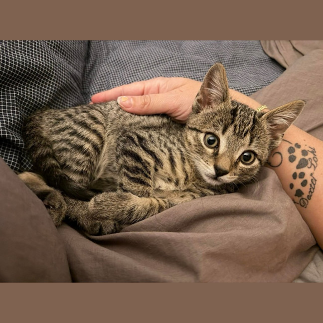 Photo of Chester