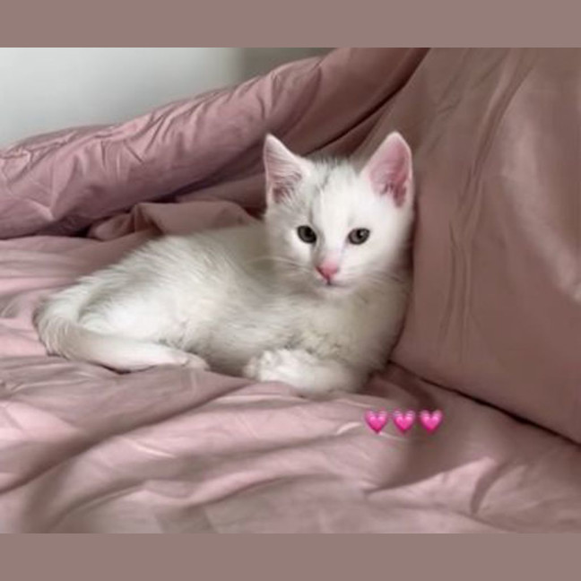 Photo of Toodles