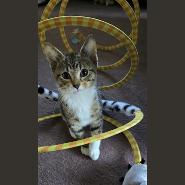 Photo of Juliet Meet Me@Carrum Downs Petstock Store