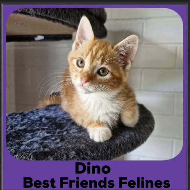 Photo of Dino