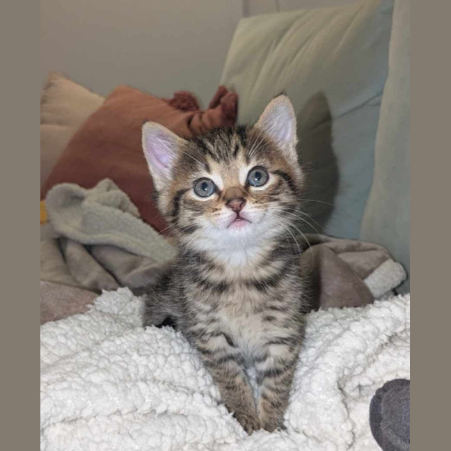 Photo of Simba & Audrey