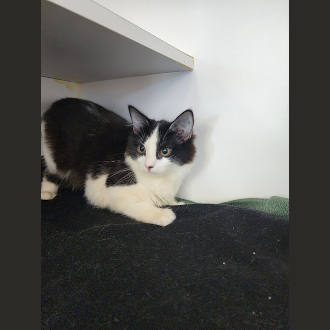 Photo of Chowder And Pea