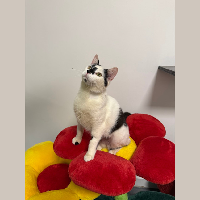 Photo of Minou (Was Little Girl)