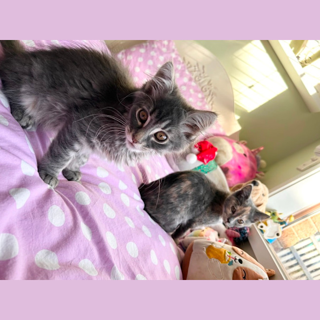 Photo of Bear & Buttercup