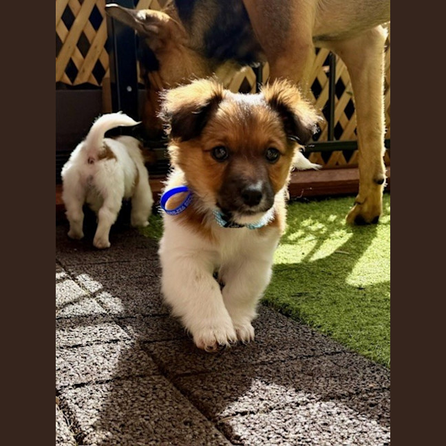 Photo of Finn   3 Month Old Fox Terrier X