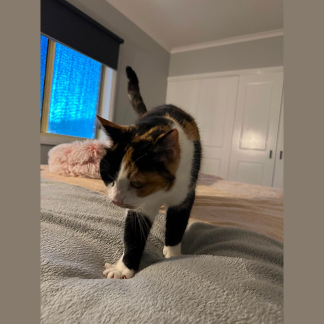 Photo of Cleo 