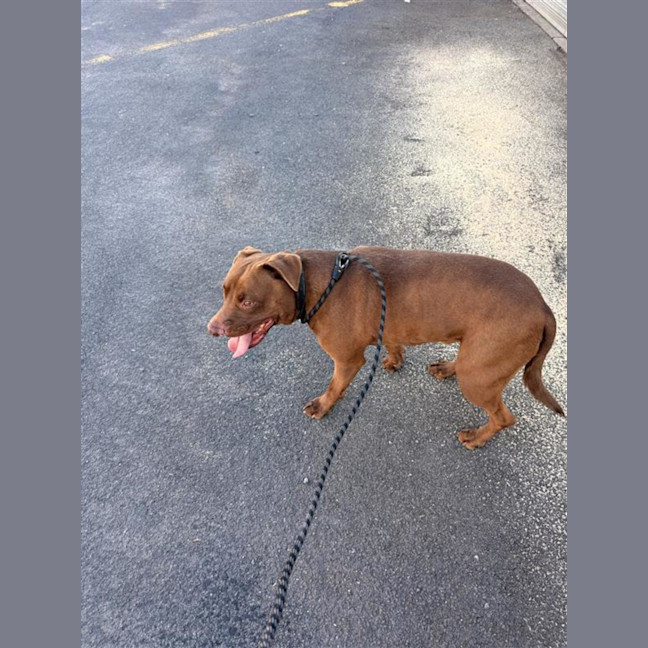 Photo of Digger 
