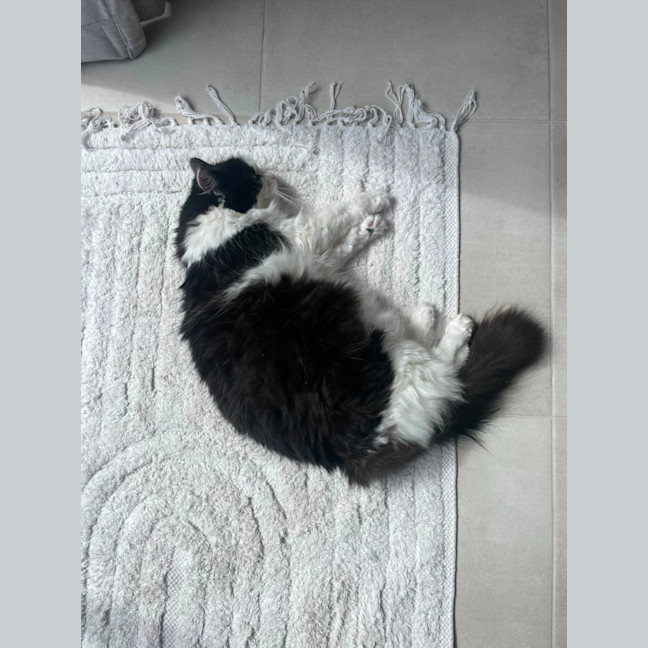 Photo of Luna