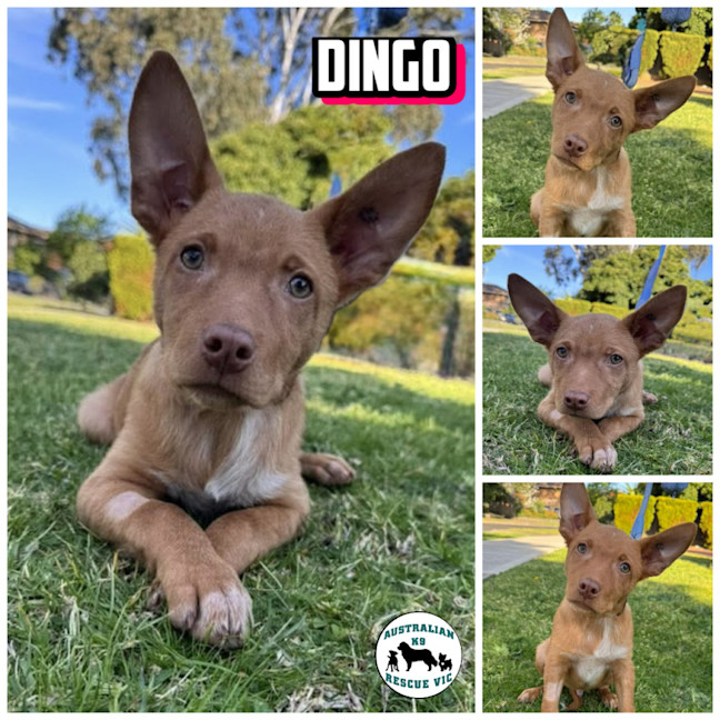 Photo of Dingo 