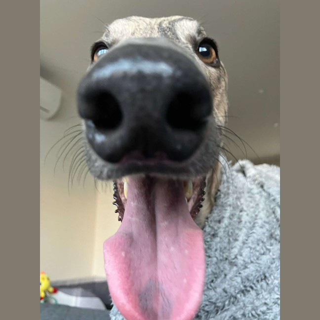 Photo of Peanut, The Pretty Greyhound