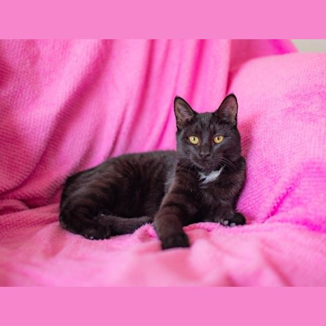Photo of Star