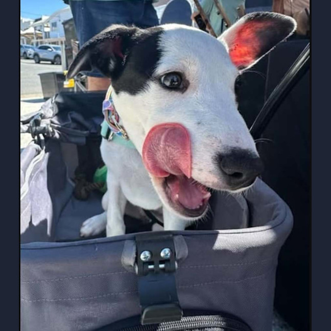 Photo of Mochi