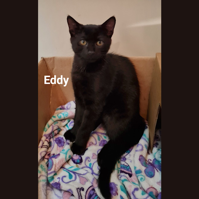 Photo of Eddy